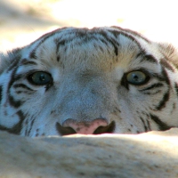 Peek A Boo ~ Siberian Tiger Edition