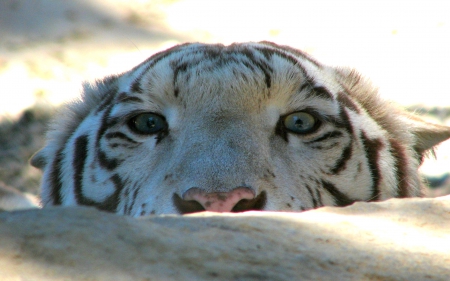 Peek A Boo ~ Siberian Tiger Edition