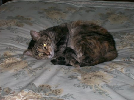 Maggie - tabby, pets, animals, cats