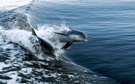 Dolphins - sea, dolphins, animals, photography