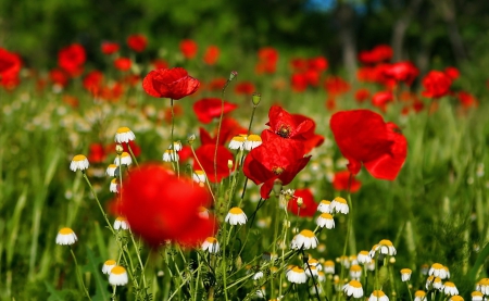 Flowers field - pretty, poppies, carpet, summer, beautiful, grass, meadow, lovely, flowers, camomile, nature, field, nice