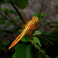 Golden Dragonfly