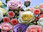 COLOURS of ROSES