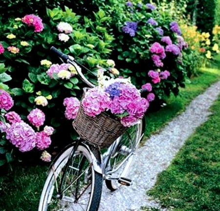 With bicycle - image, wallpaper, color, expression, new