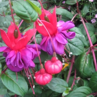 Fuchsia Flowers in my basket