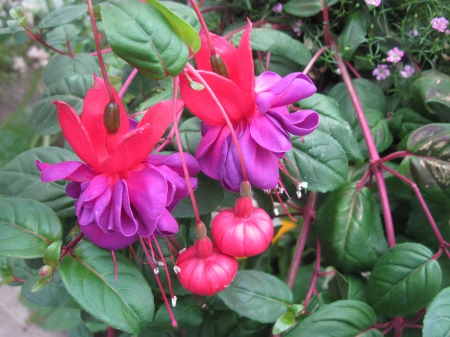 Fuchsia Flowers in my basket - Flowers, purple, red, green, photography, Fuchsia, leaf