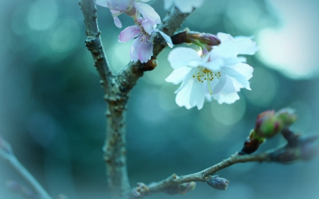 Sakura - flower, cherry blossom, photograpy, macro, nature, blue