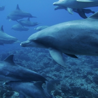 School of Dolphins