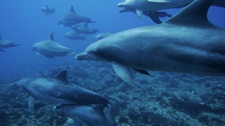 School of Dolphins - technology, animals, other, entertainment