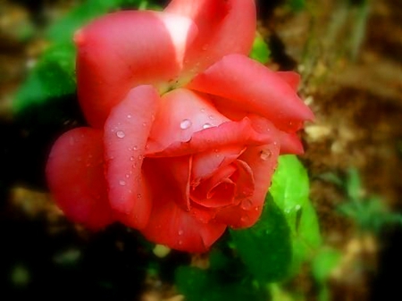 Dewy petals - flower, dew, rose, beauty