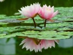 Water lilies