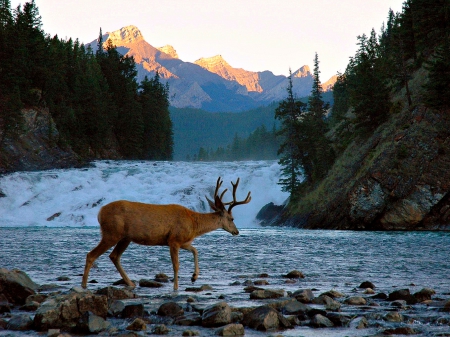 Bow Falls ~ Banff, Alberta - nature, deer, waterfall, rocks