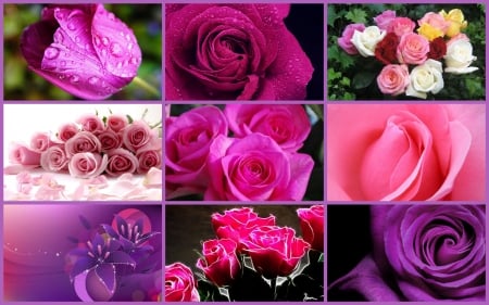 Pink and Mauve Flowers - nature, collages, mauve, purple, roses, pink, tulips, flowers