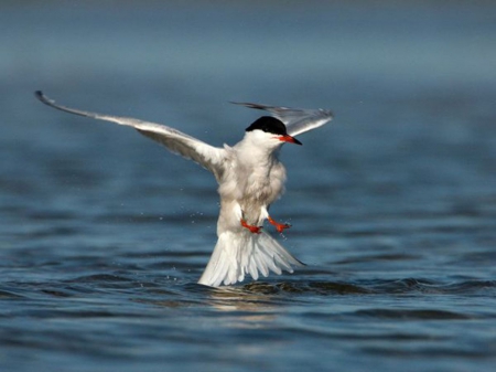 Bird Landing - birds, landing, animal, water