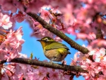 White Eyes Japanese Bird