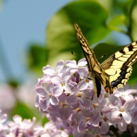 Butterfly on the Flowers