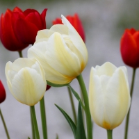 Lovely Tulips