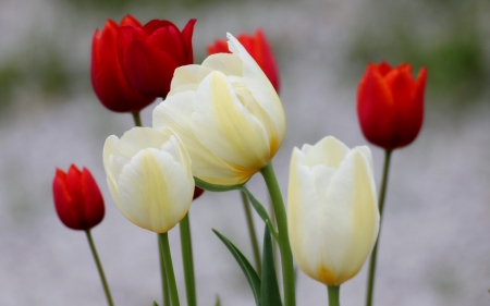 Lovely Tulips - nature, tulips, flowers, scarlet