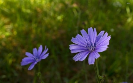 Chicory flowers - flowers, nature, chicory, pretty