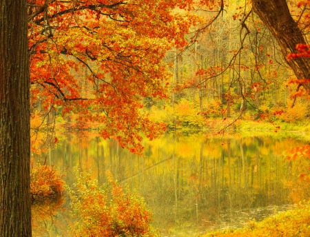 The Colours of Autumn - nature, colors, autumn, trees