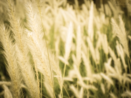 Grass - nature, beutiful, view, white grass, grass