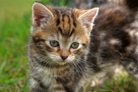 Cat - sleepy, cute, beautiful, cat, sleeping, kitty, cats, hat, cat face, paws, face, animals, pretty, beauty, sweet, kitten, lovely