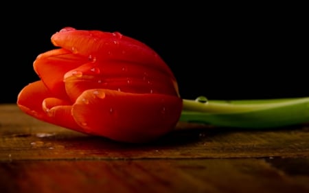 Flower - red tulips, popular, tulips, wallpaper, rose, nature, red, drop, flowers, flower