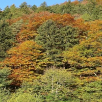 Herbstwald