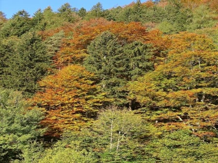 Herbstwald - forrest, austria, herbst, tirol