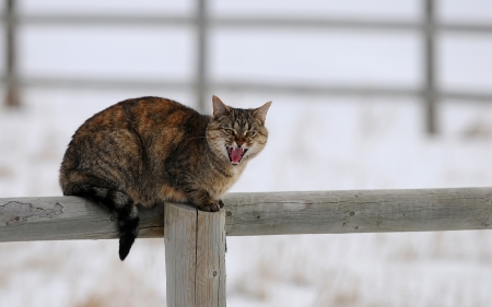 Cat - sleeping, beauty, cat face, hat, animals, sleepy, paws, face, pretty, cute, cat, kitty, lovely, kitten, cats, beautiful, sweet