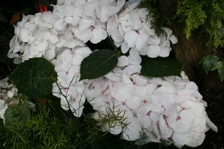 White Hydrangeas garden - white, Flowers, green, photography, hydrangea