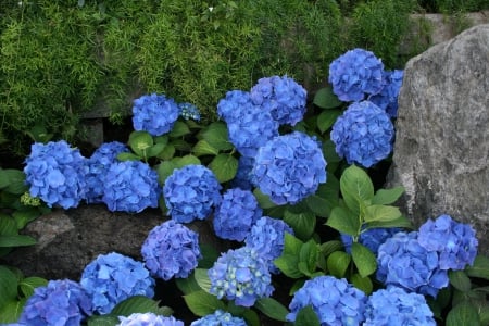 The Blue garden - photography, blue, green, hydrangeas, flowers, garden