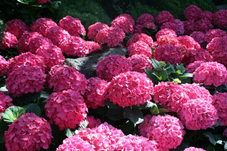 The Red garden - red, photography, green, flowers, hydrangeas, garden