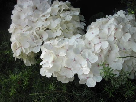 The White garden - white, photography, green, flowers, hydrangeas, garden