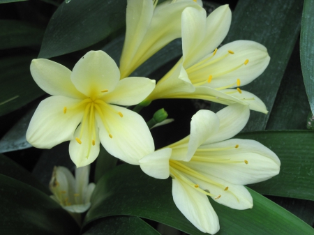 The Yellow garden - yellow, photography, green, flowers, garden