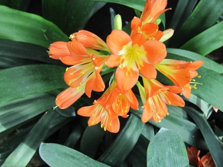 The Orange garden - yellow, photography, green, orange, flowers, garden