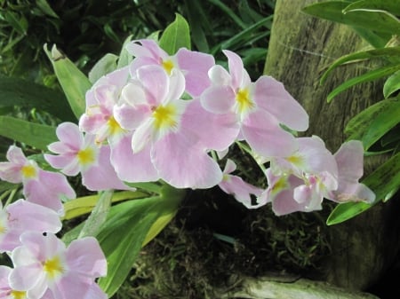 The Pink Orchids at the garden - orchids, yellow, pink, photography, green, flowers, garden