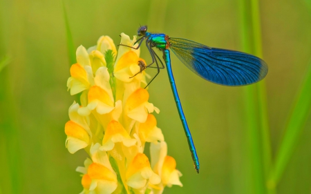 Dragon fly - flowers, dragon fly, petals, insect