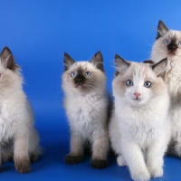 cute ragdoll kitties