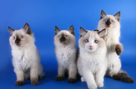 cute ragdoll kitties - cute, cats, animals, kitties