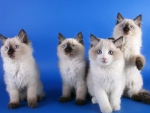 cute ragdoll kitties