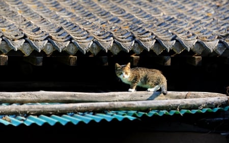 Cat in the roof - pet, roof, cute, cat, animals