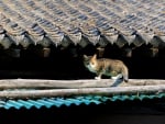 Cat in the roof