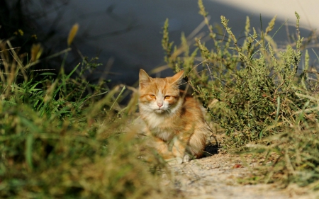 Cute cat - cat, animals, cute, grass