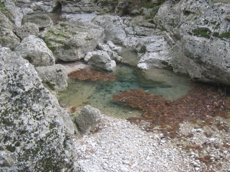 leaves on water - leaves, water, stones, forest