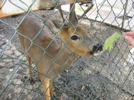 my lovely deer - love, nature, deer, leaves