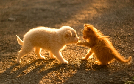 Pup and kitten - cat, puppy, animals, pet