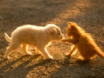 Pup and kitten