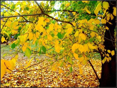 Season of my heart - fall, trees, outdoors, nature, yellow, autumn, parks, leaves