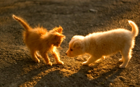 Pup and kitty - cat, animals, cute, pet